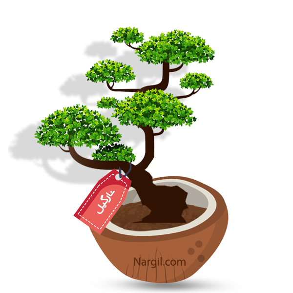 Nargil_Ulmus Parvifolia Bonsai